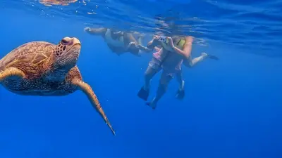 Maunalua Bay Turtle Snorkel Boat Tour from Hawaii Kai — Snorkel With Turtles