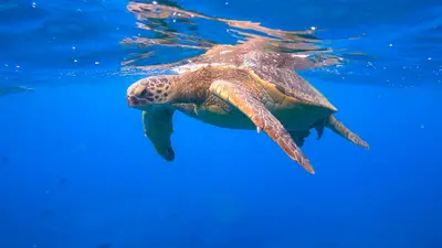 Waikiki Sail and Turtle Canyon Snorkel Tour on the Hokulani — Three Tiki's Sailing