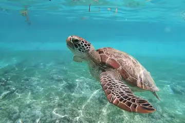 Oahu Ultimate Circle Island Tour, 21+ Stops With Turtle Beach and Dole Plantation — Ultimate Circle Island Tours