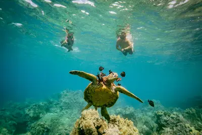 Coral Gardens Turtle Town Snorkel Sail from Maalaea on the Winona — Unicorn Tours of Hawaii Inc